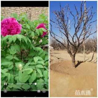 高度1.5厘米荷包牡丹