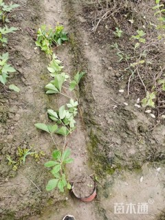 100厘米五叶地锦