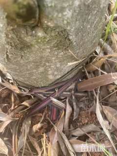 10公分红花木莲