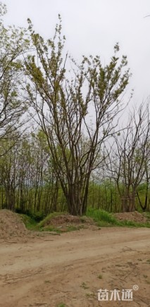 60公分(5杆)丛生朴树