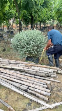 高度100厘米红花玉芙蓉