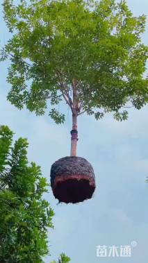 7公分紫花风铃木
