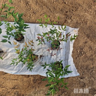 高度35厘米南天竹小苗