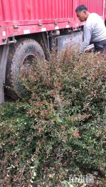 高度50厘米小丑火棘