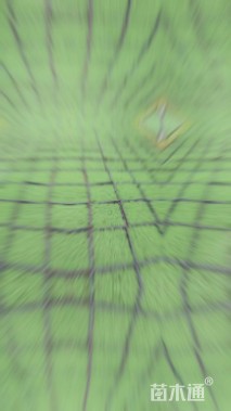 高度5厘米垂盆草