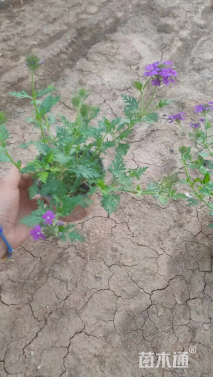 高度25厘米美女樱