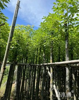 5公分香樟