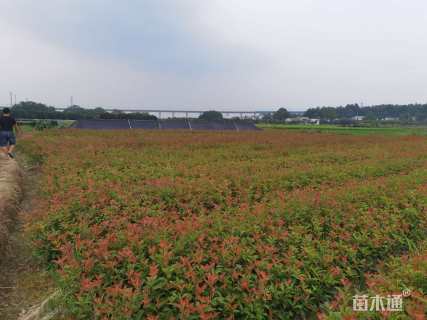 高度30厘米红叶石楠小苗