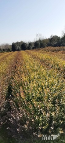 高度80厘米金叶女贞