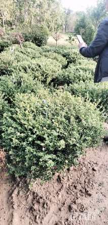 冠幅50厘米龟甲冬青球