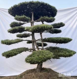 30公分造型黑松庭院造景
