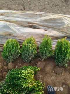 高度50厘米小叶黄杨