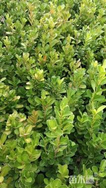 高度10厘米豆瓣黄杨