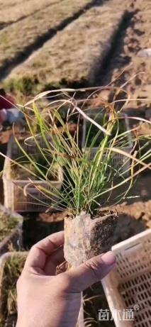 高度15厘米沿阶草