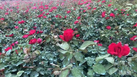 高度25厘米丰花月季