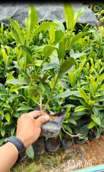 高度25厘米非洲茉莉