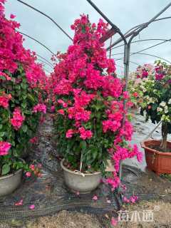 高度120厘米三角梅