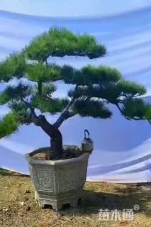 6公分造型黑松