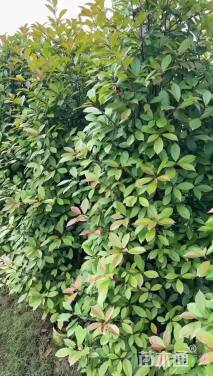 高度180厘米红叶石楠柱