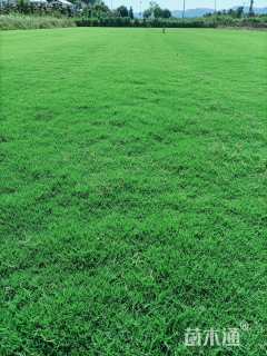 草卷状百慕大草