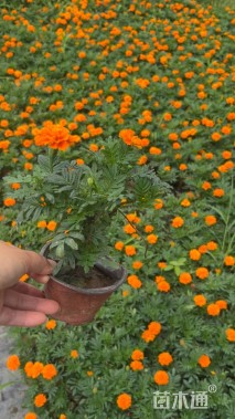 高度20厘米孔雀草