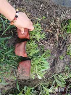 高度15厘米柳叶马鞭草