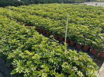 高度20厘米鸭脚木