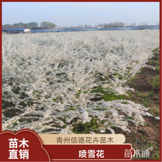 高度40厘米喷雪花