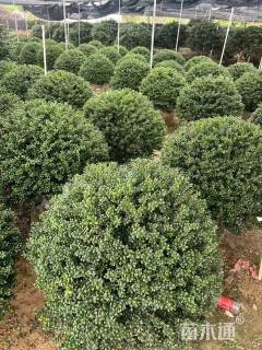 冠幅120厘米龟甲冬青球