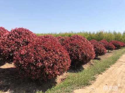 冠幅200厘米红叶石楠球