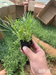 高度8厘米常夏石竹