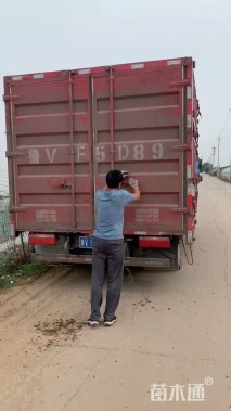 高度60厘米新西兰亚麻