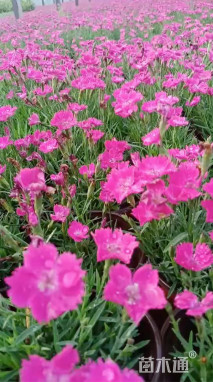 高度20厘米欧石竹