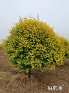 冠幅180厘米金叶榆球