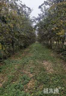 5公分丛生朴树