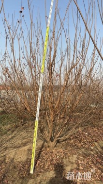 高度400厘米丛生黄栌