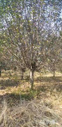 16公分绚丽海棠