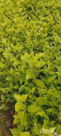 高度30厘米扶桑