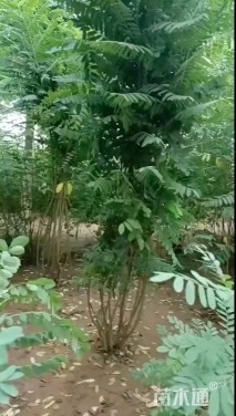 高度120厘米紫穗槐