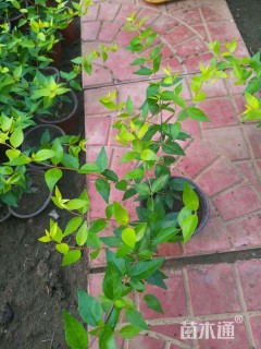 高度30厘米大花六道木