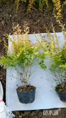 大杯苗亮晶女贞小苗