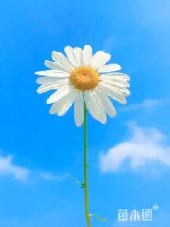 白晶菊种子