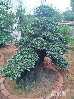 高度200厘米金弹子