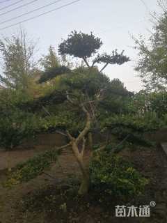 高度100厘米瓜子黄杨