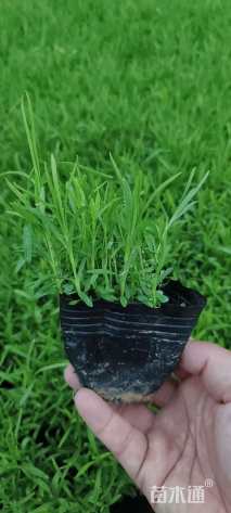 高度10厘米地被石竹