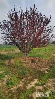 13公分红叶碧桃