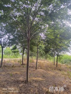 15公分榉树