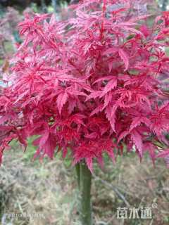 13公分中国红枫