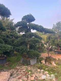 30公分罗汉松