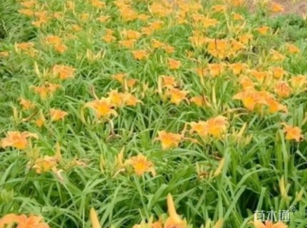 高度30厘米大花萱草